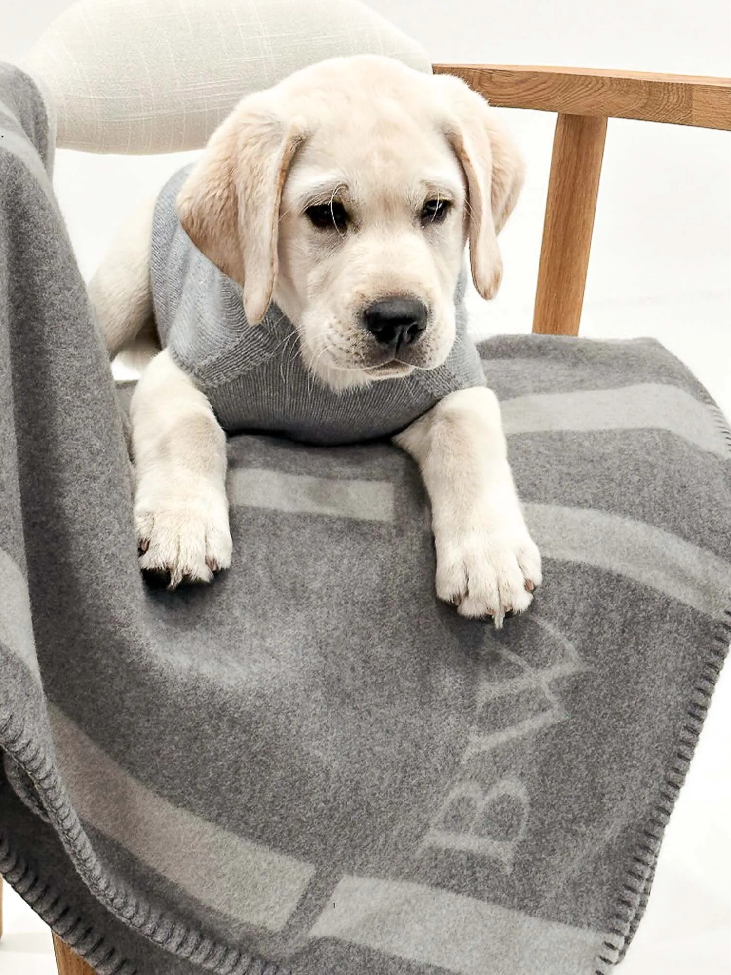 The Cashmere Dog Hoodie